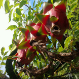 الطب التقليدي