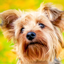 APK yorkie puppy wallpapers