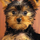 yorkie puppy wallpapers 아이콘