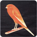 Yorkshire Canary Singing : Yorkshire Canary Song APK