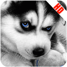 Puppies Live Wallpapers HD icône