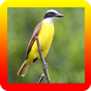 Canto De Bemtevi Dos Pssaros APK