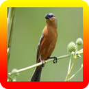 Canto De Caboclinho Dos Passaros APK