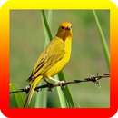 Canto De Canario Da terra APK