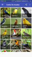 Passaros Cantando Na Natureza imagem de tela 1