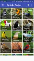 Passaros Cantando Na Natureza imagem de tela 2
