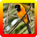 Femea Canto De Currupiao APK