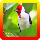 Galo De Campina Passador De Canto APK