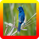 Canto de Tiziu Tui-Tui APK