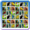 100 Cantos Dos Passaros