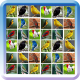 100 Cantos Dos Passaros icon