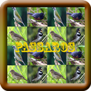 32+ Passaros  Brasil APK