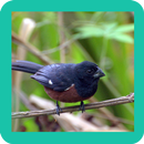 Canto De Curio Brasil APK