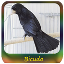 Dos Passaros Cantos Bicudo APK