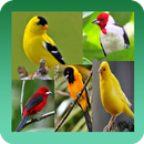 Cantos Passaros Mais Bonitos Do Brasil APK