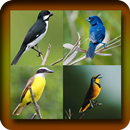 Dos Passaros Brasileiros APK