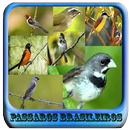 Femea Passaros Brasileiros APK