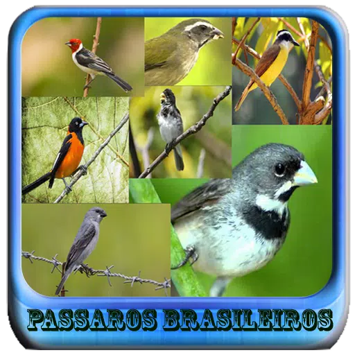 Femea Passaros Brasileiros APK for Android Download Femea Passaros Brasileiros APK for Android Download