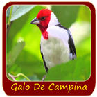 Femea Galo De Campina icône