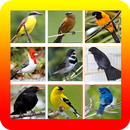 Dos Passaros Para Dormir APK