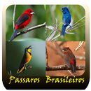 Silvestres Brasil Canto De Passaros APK