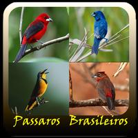 Silvestres Brasil Canto De Passaros постер