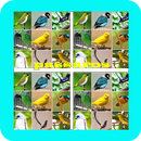 51+Cantos Passaros Mais Bonitos APK