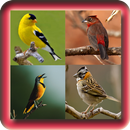 Mais Lindos Cantos De Passaros APK