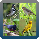 Mais Lindos Canto De Passaros APK