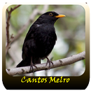 Passaros Canto De Melro APK