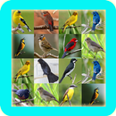 Cantos dos Silvestres Brasil APK
