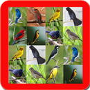 77+ Passaros Silvestres Brasileiros APK