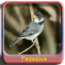 Passaros Cantos De Patativa APK