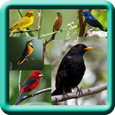 Passaros Mais Bonitos Brasileiros APK