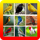 Cantos De Passaros Nativos Do Brasil APK