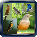 Canto De Passaros Silvestres Brasil APK