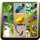 25+ Cantos Passaros Silvestres APK