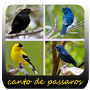 Bixar Cantos Dos Passaros APK