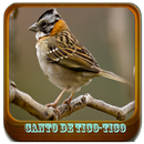 Passaros Canto De Tico-Tico APK