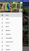 Passaros Canto De Tico-Tico Rei capture d'écran 3