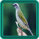 Cantos De Trinca Ferro APK