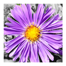 PhotoX APK