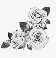 Rose Tattoo Design Affiche