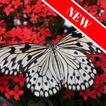 Beautiful Butterfly Images