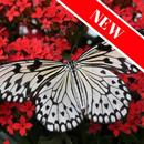Belles images de papillons APK