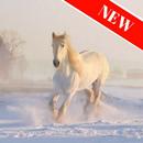 Photos de chevaux APK