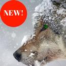 free images of wolves APK
