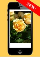 rose wallpaper live تصوير الشاشة 1