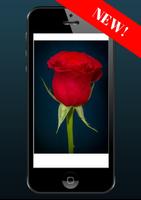 rose wallpaper live تصوير الشاشة 2