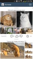 Котизм poster